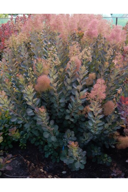 Скумпія Меджік Торч в саду